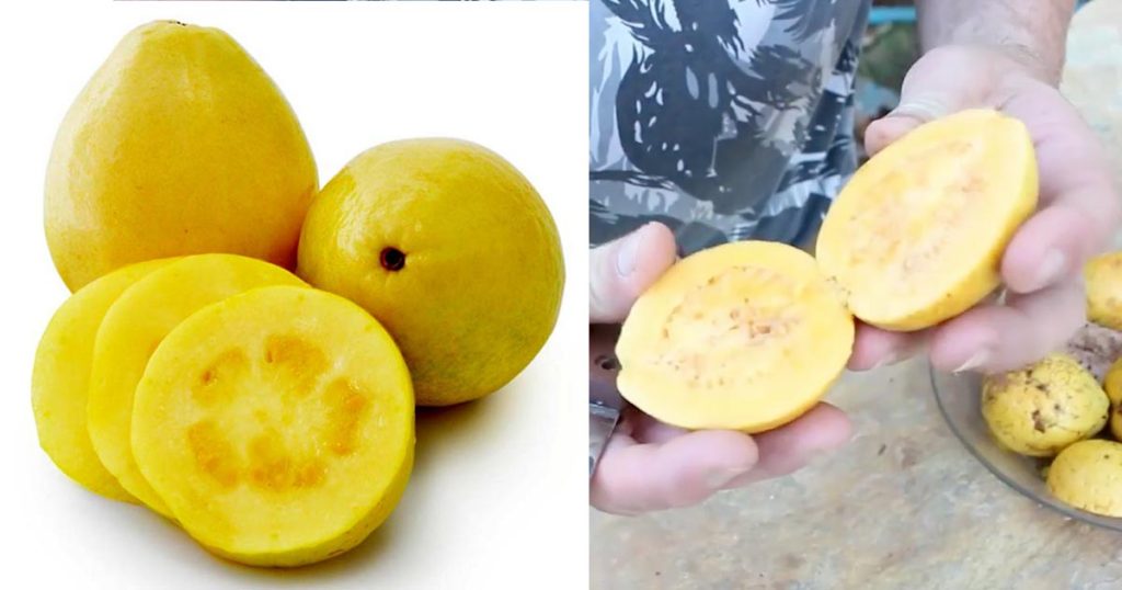 goiaba-amarela goiaba amarela